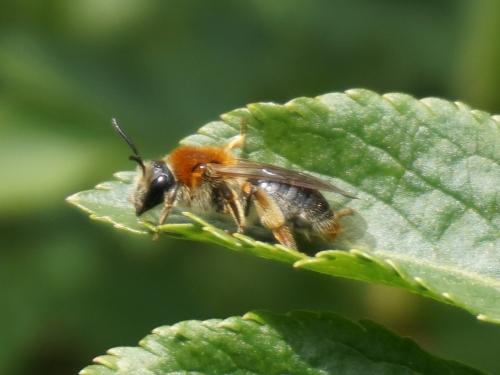 Andrena haemorrhoa